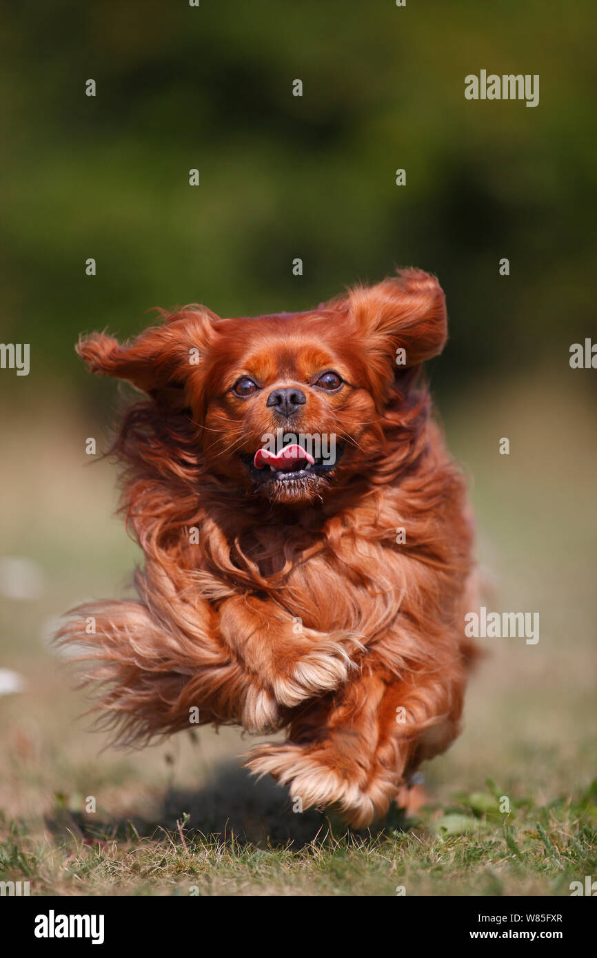 Cavalier King Charles Spaniel, männlich Alter 6 Jahre mit rubinroten Färbung. In Richtung Kamera. Stockfoto