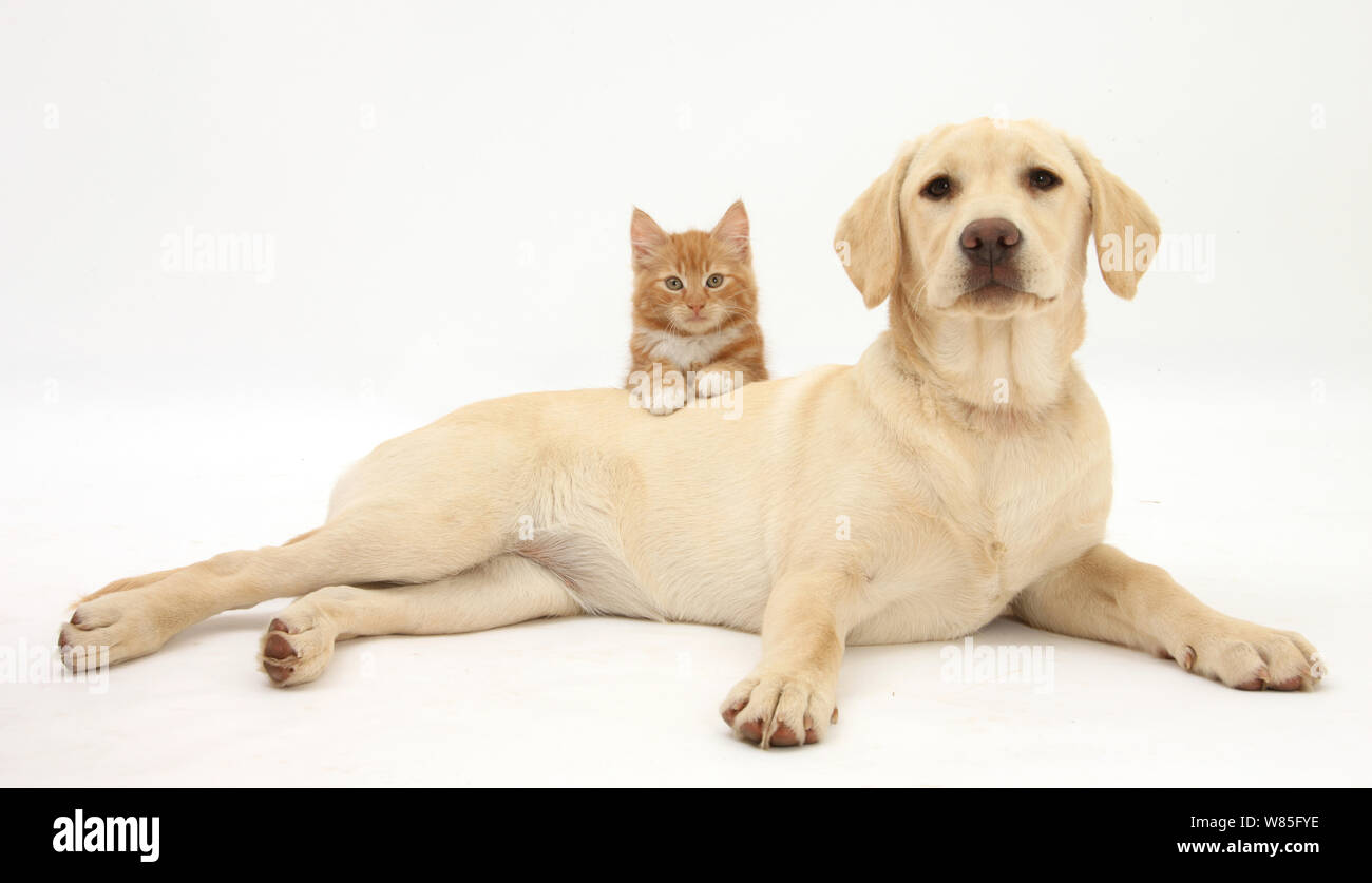 Ginger kitten, Alter 10 Wochen über den Rücken eines gelben Labrador Retriever Welpen suchen. Stockfoto