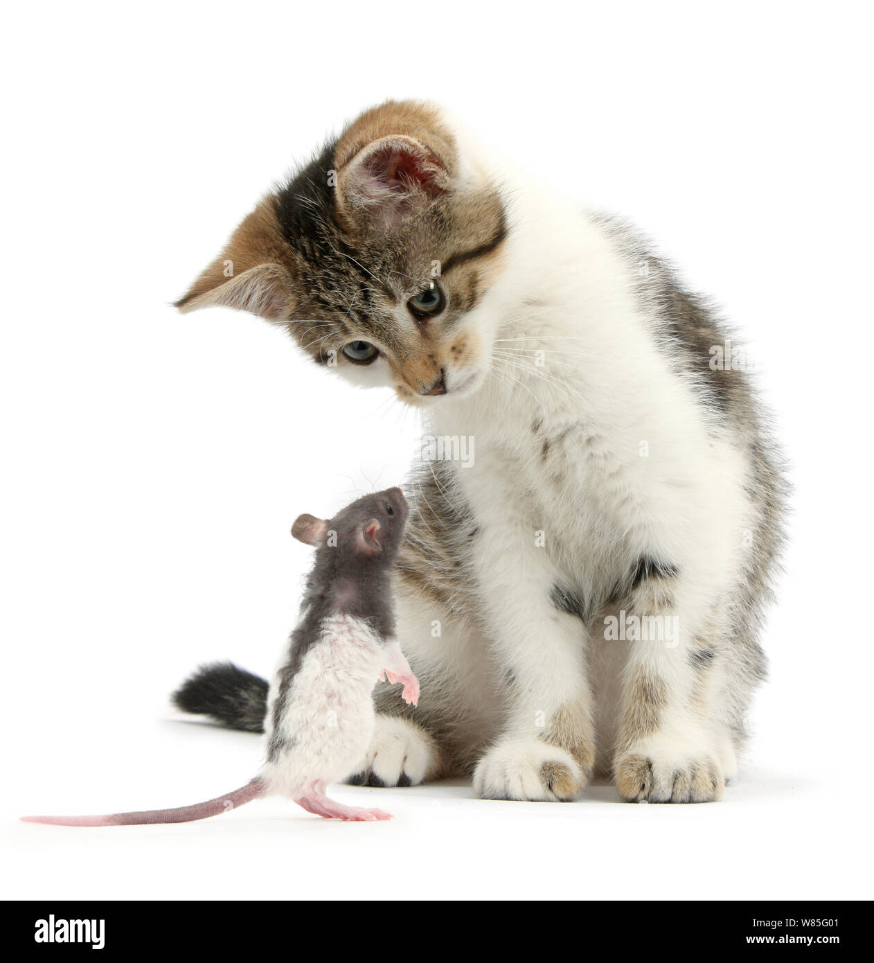 Tabby und weiße Katze und Baby Ratte. Stockfoto