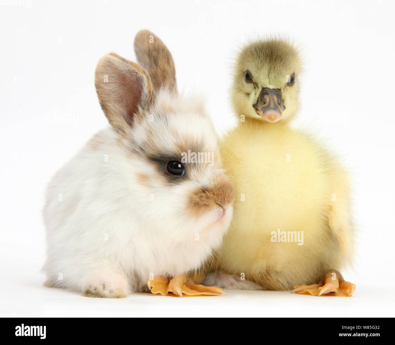 Gosling und Baby Bunny. Stockfoto