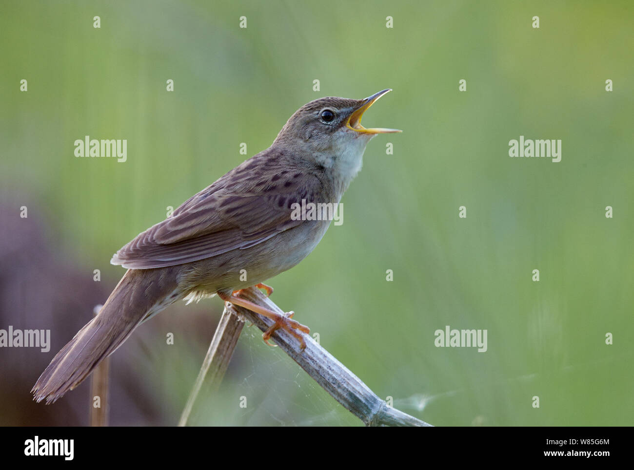 Grasshopper Warbler (Locustella Naevia) singen, kann Joensuu, Finnland Stockfoto