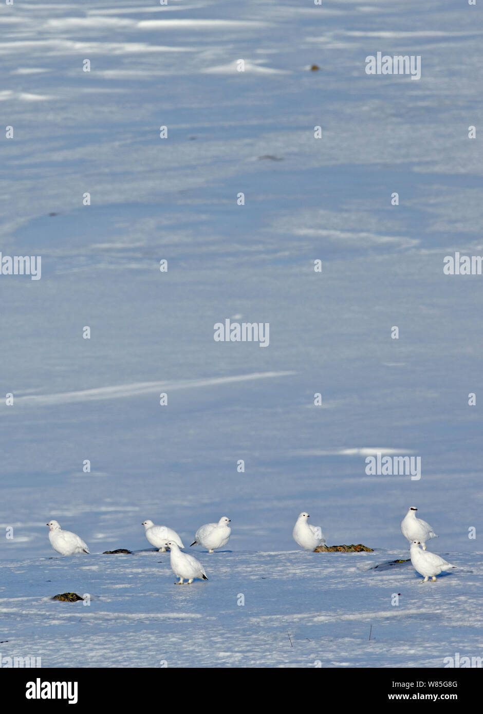 Alpenschneehuhn (Lagopus mutus) Gruppe mit Winter Gefieder in Schnee, Utsjoki, Finnland, April Stockfoto