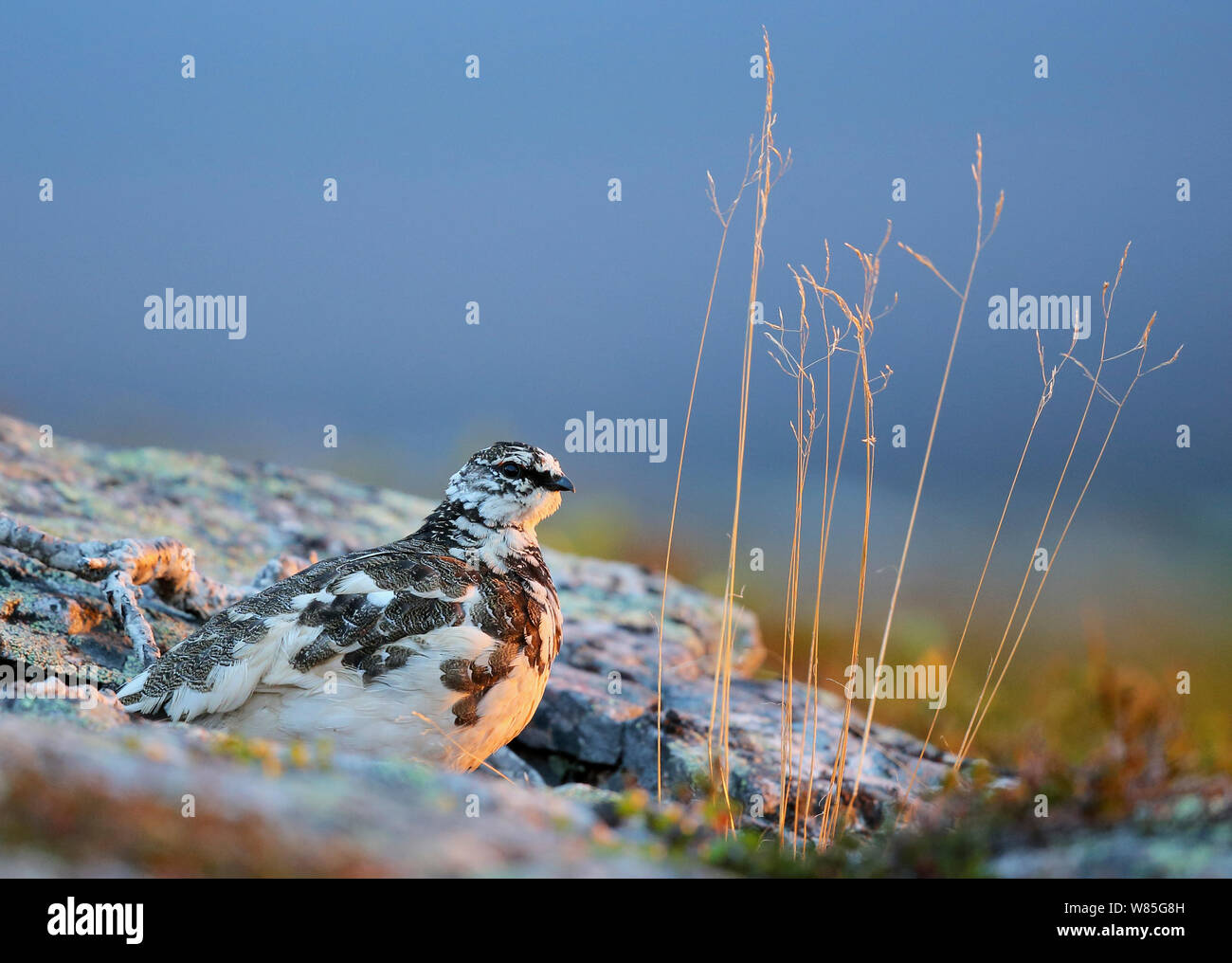 Alpenschneehuhn (Lagopus mutus) im Übergang von Winter zu Sommer Gefieder, Ivalo, Finnland, Juni Stockfoto