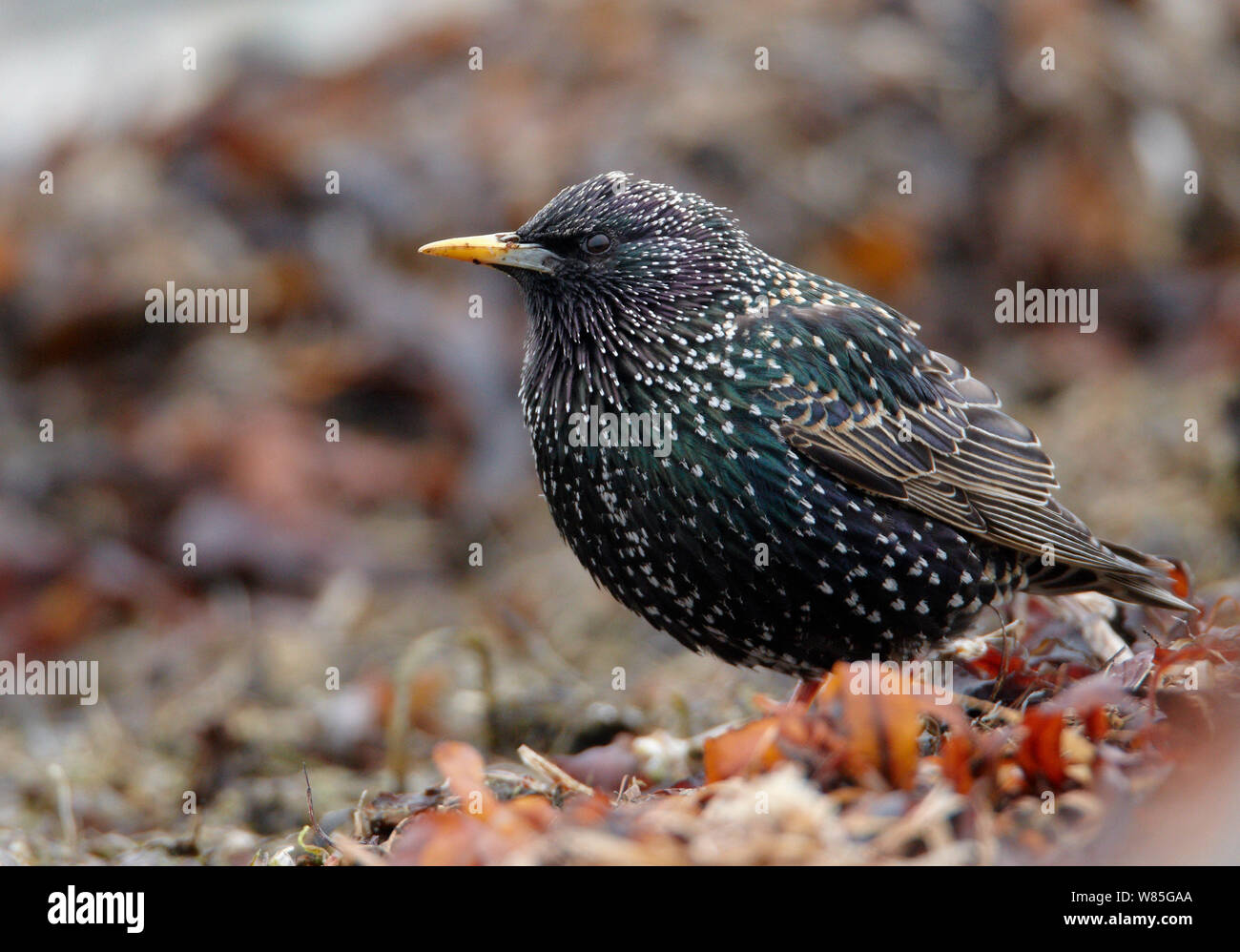 Common Starling Erwachsener (Sturnus vulgaris) Uto, Finnland, kann Stockfoto