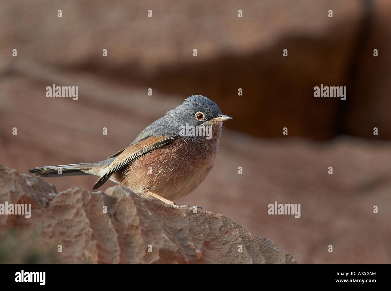 Tristram&#39;s Warbler (Sylvia deserticola) Marokko März Stockfoto