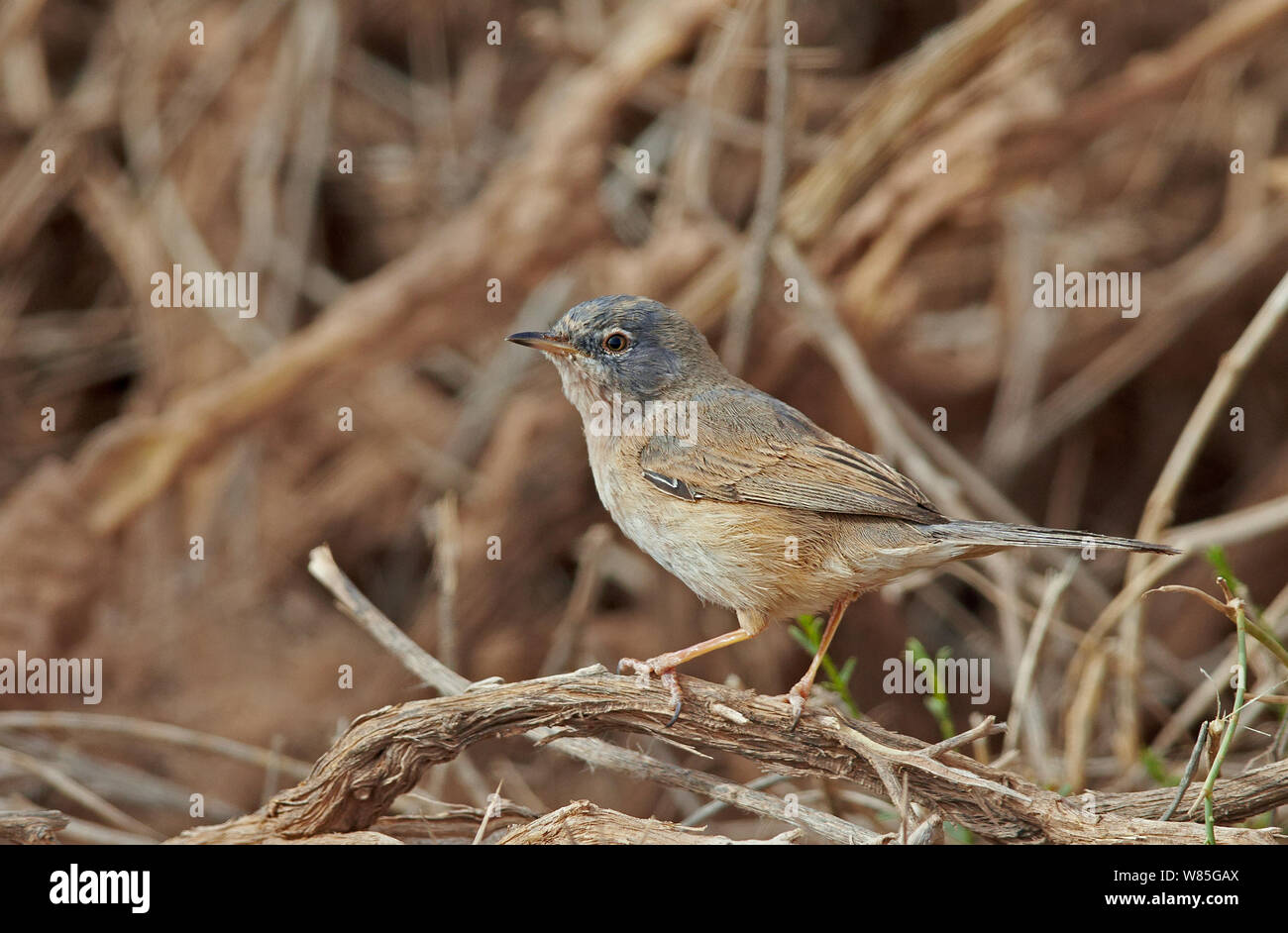 Tristram&#39;s Warbler (Sylvia deserticola) Marokko, März Stockfoto
