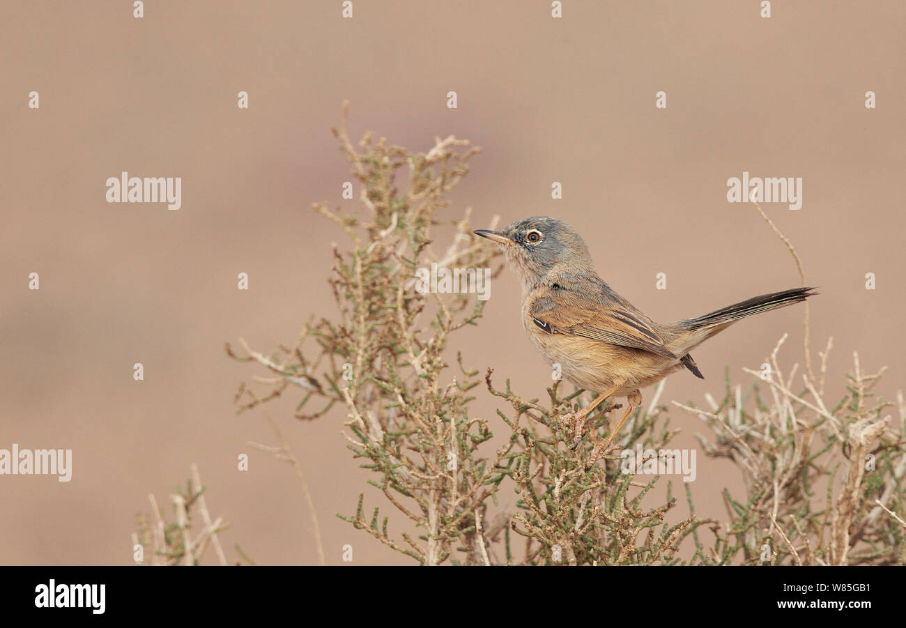 Tristram&#39;s Warbler (Sylvia deserticola) im Bush, Marokko gehockt, März Stockfoto