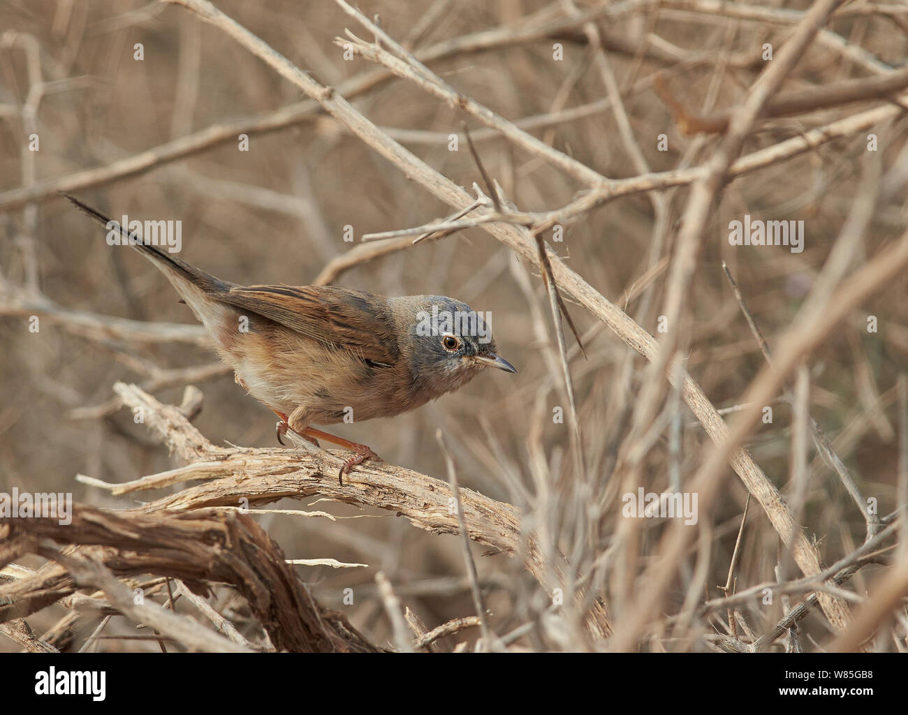 Tristram&#39;s Warbler (Sylvia deserticola) in trockenen Vegetation, Marokko gehockt, März Stockfoto