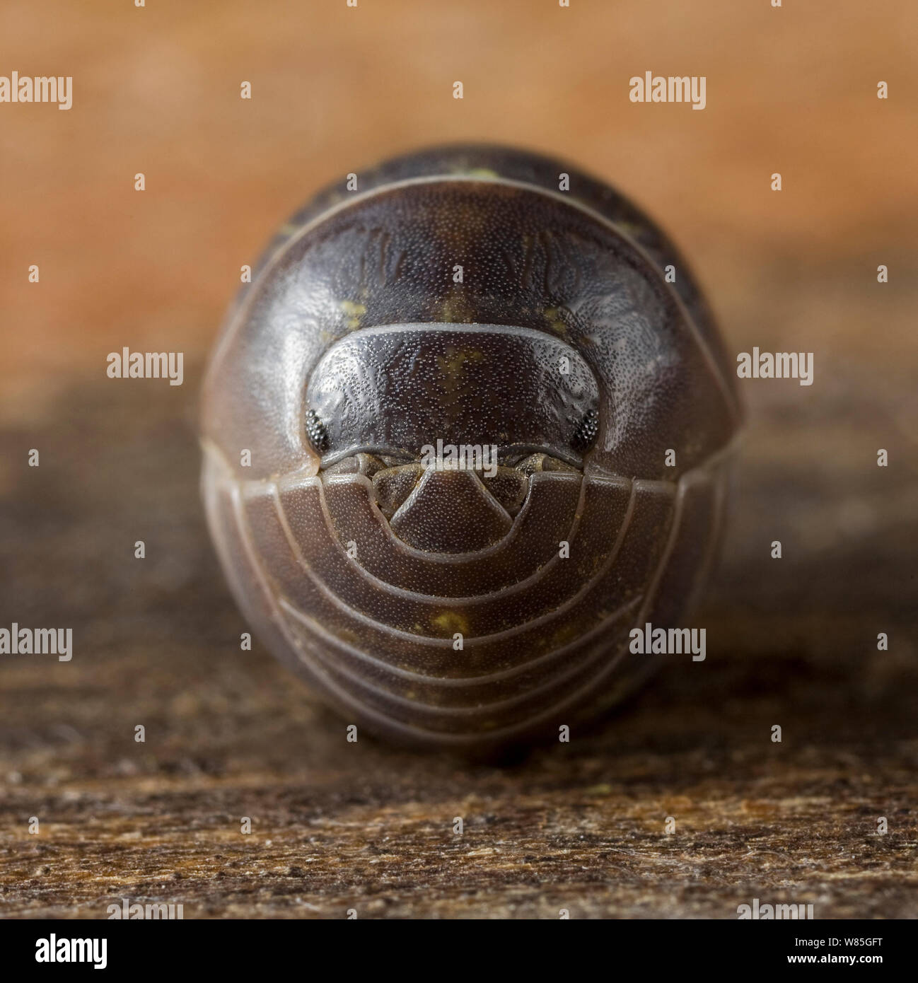 Nahaufnahme einer Pille woodlouse (Armadillidium vulgare) eingerollt, UK. Stockfoto