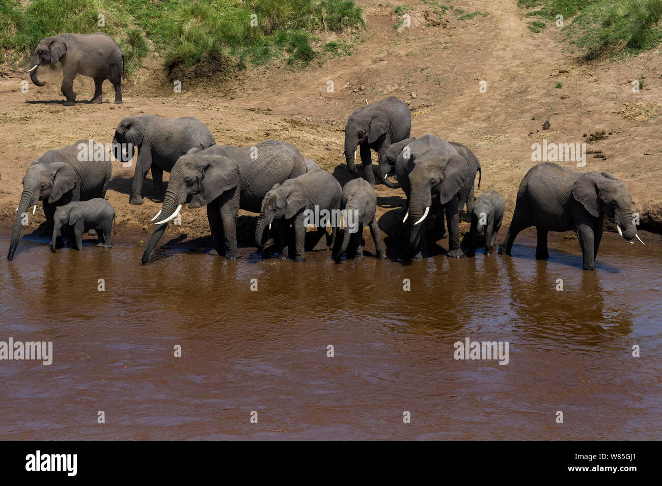 Afrikanischer Elefant (Loxodonta africana) Herde trinken an den Ufern des Mara River. Masai Mara National Reserve, Kenia. Stockfoto
