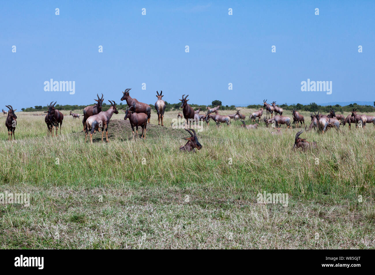Topi (Damaliscus lunatus) Herde stehen auf grasbewachsenen Ebenen (Damaliscus lunatus). Masai Mara National Reserve, Kenia. Stockfoto