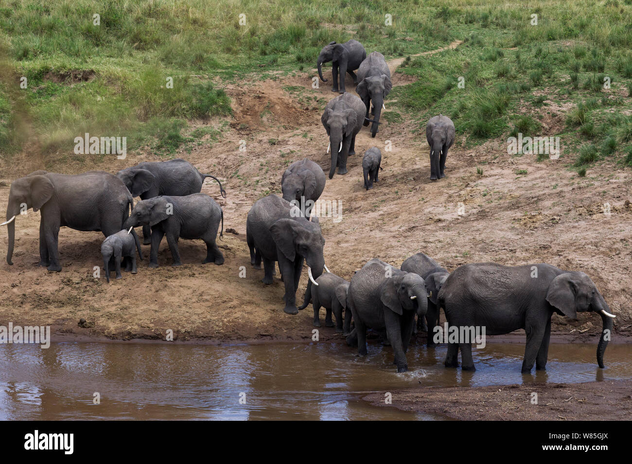 Afrikanischer Elefant (Loxodonta africana) Herde Versammlung am Mara River. Masai Mara National Reserve, Kenia. Stockfoto