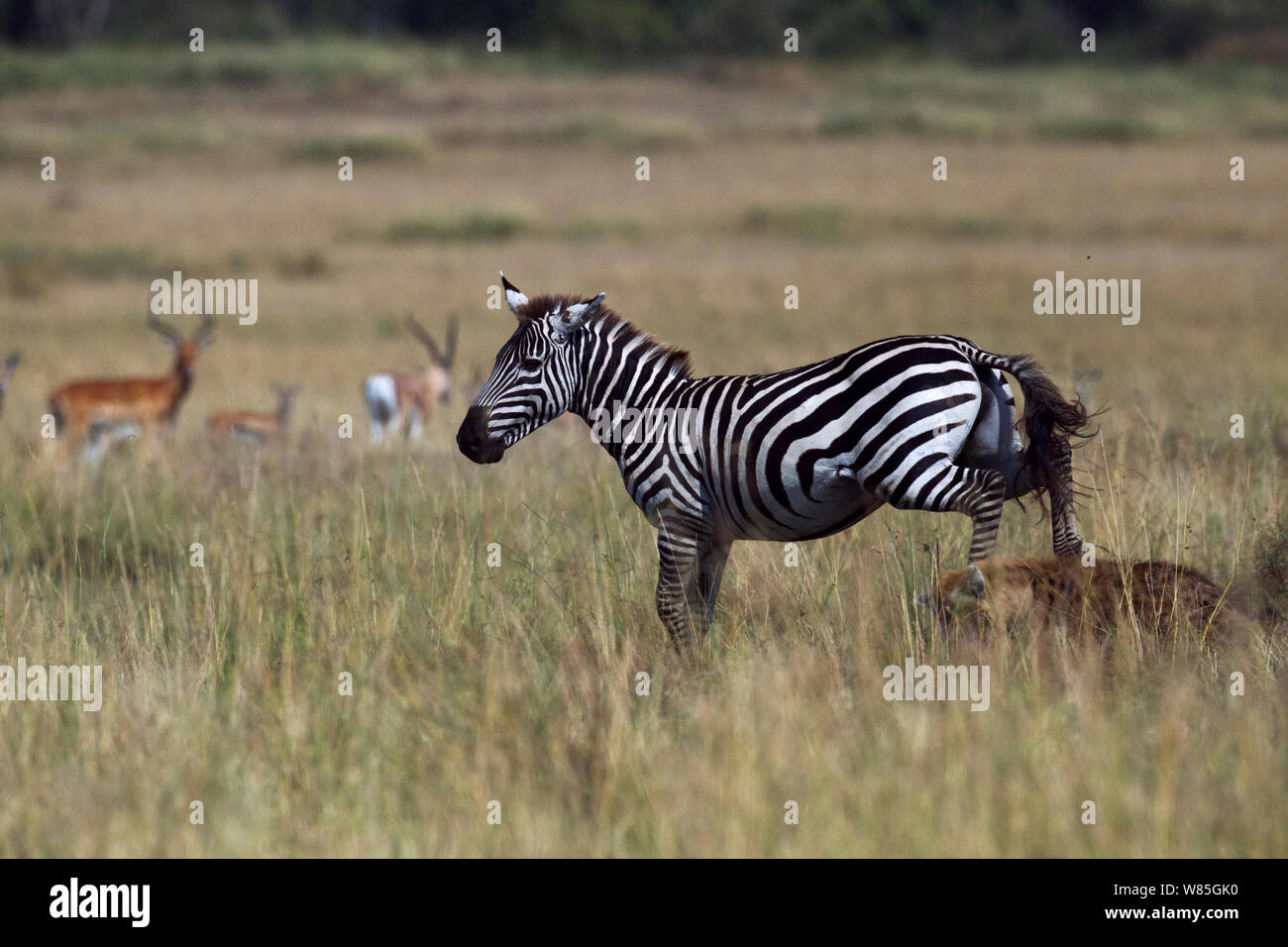 Gemeinsame oder Ebenen Zebra (Equus quagga burchellii) Männliche lahm von einer Verletzung gejagt durch Tüpfelhyäne (Crocuta crocuta). Masai Mara National Reserve, Kenia. Stockfoto