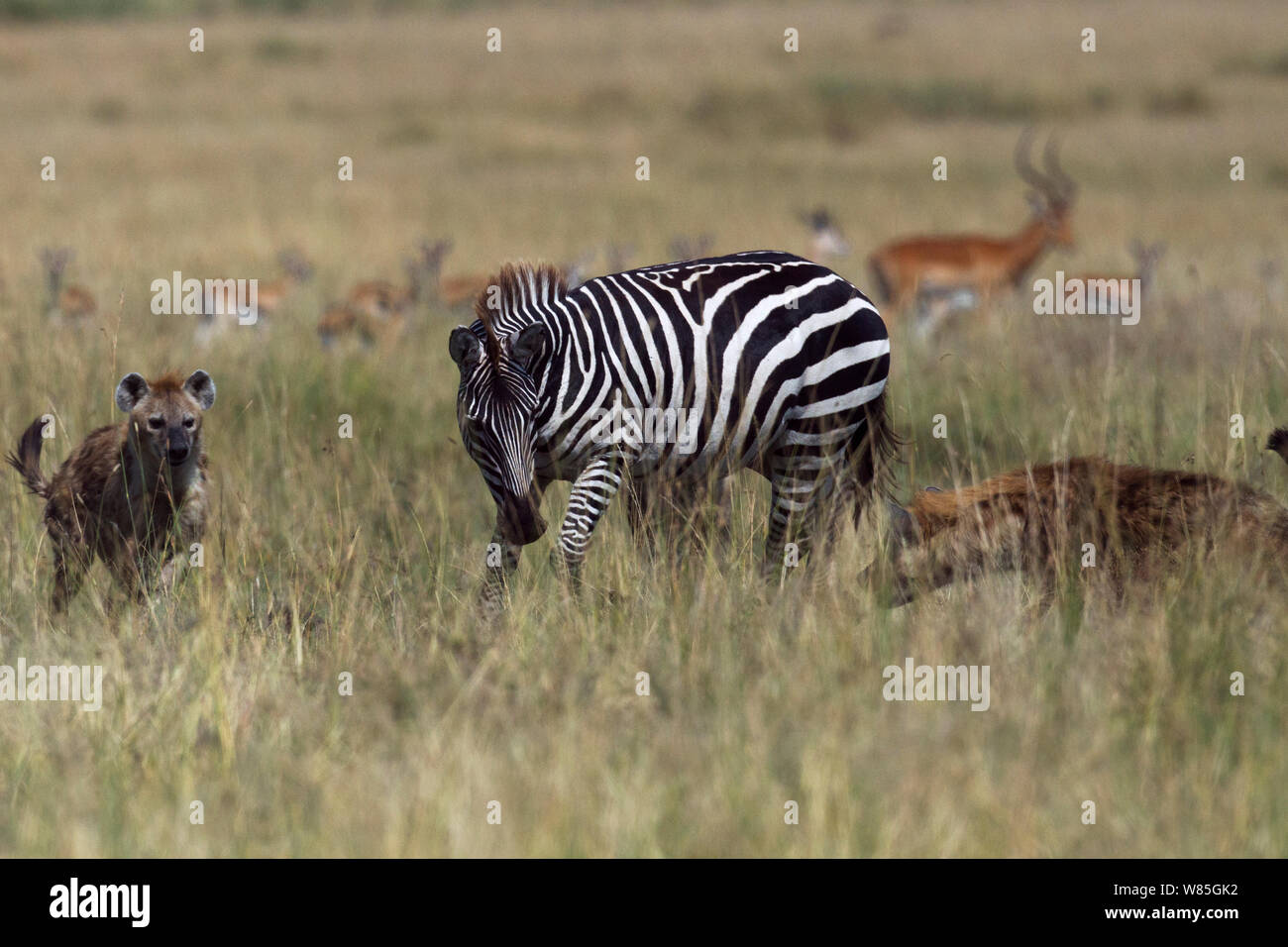 Gemeinsame oder Ebenen Zebra (Equus quagga burchellii) Männliche lahm von einer Verletzung gejagt durch Tüpfelhyäne (Crocuta crocuta). Masai Mara National Reserve, Kenia. Stockfoto
