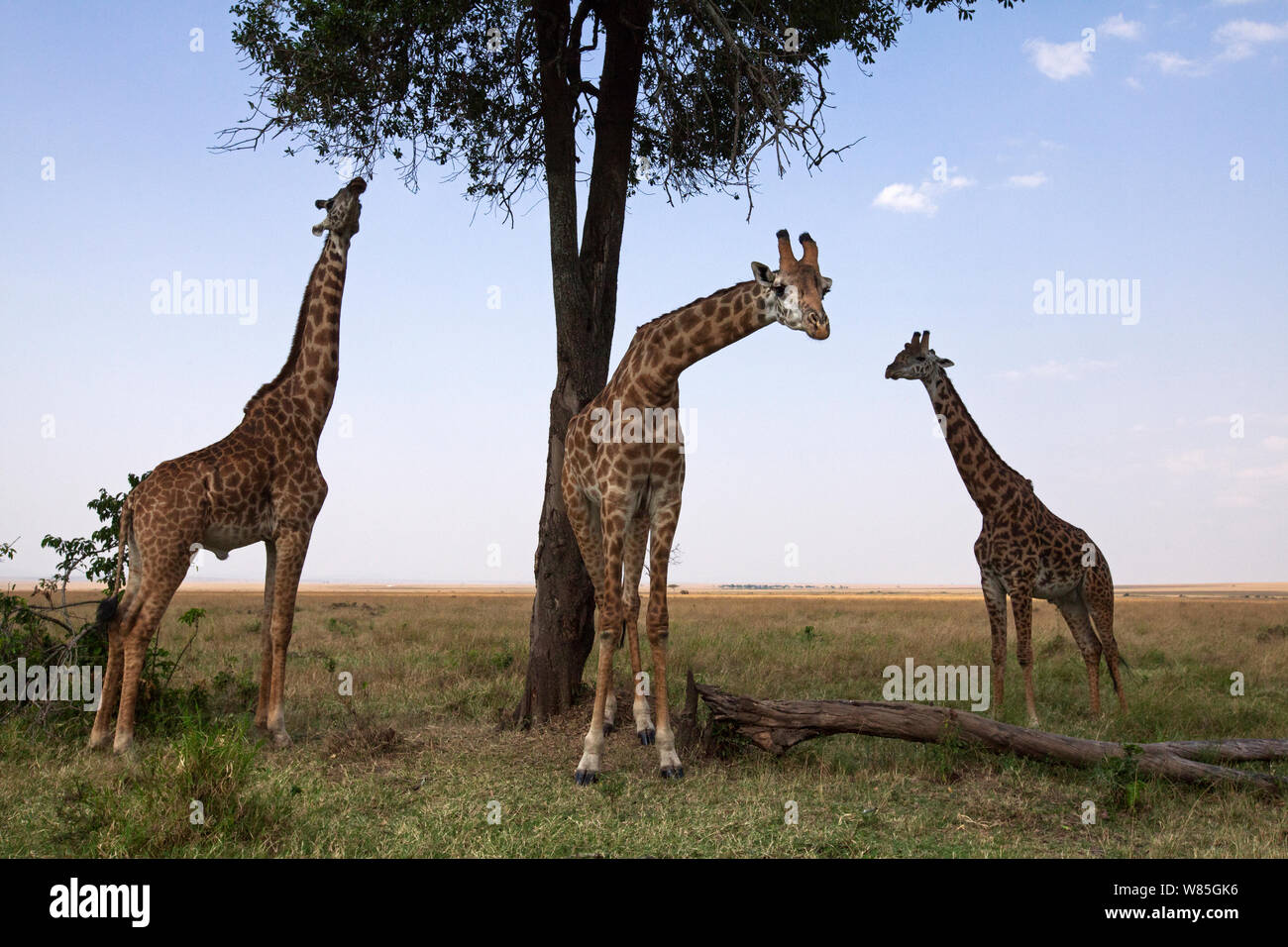 Masai Giraffen (Giraffa Camelopardalis tippelskirchi) stehend auf dem grasbewachsenen Ebenen. Masai Mara National Reserve, Kenia. Stockfoto