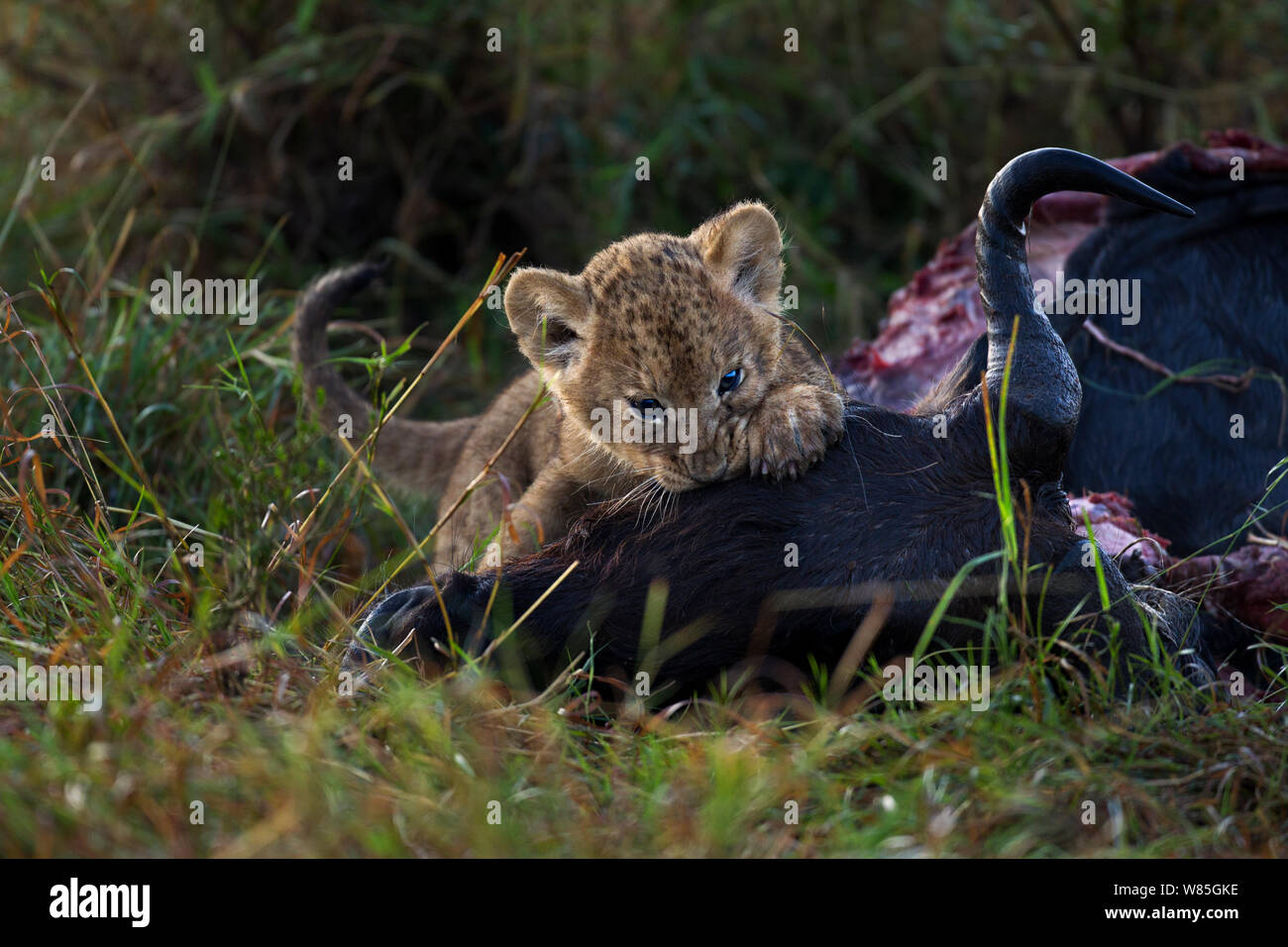 Löwe (Panthera leo) Cub gealtert - Monate, auf einem Gnus Karkasse zu füttern. Masai Mara National Reserve, Kenia. Stockfoto