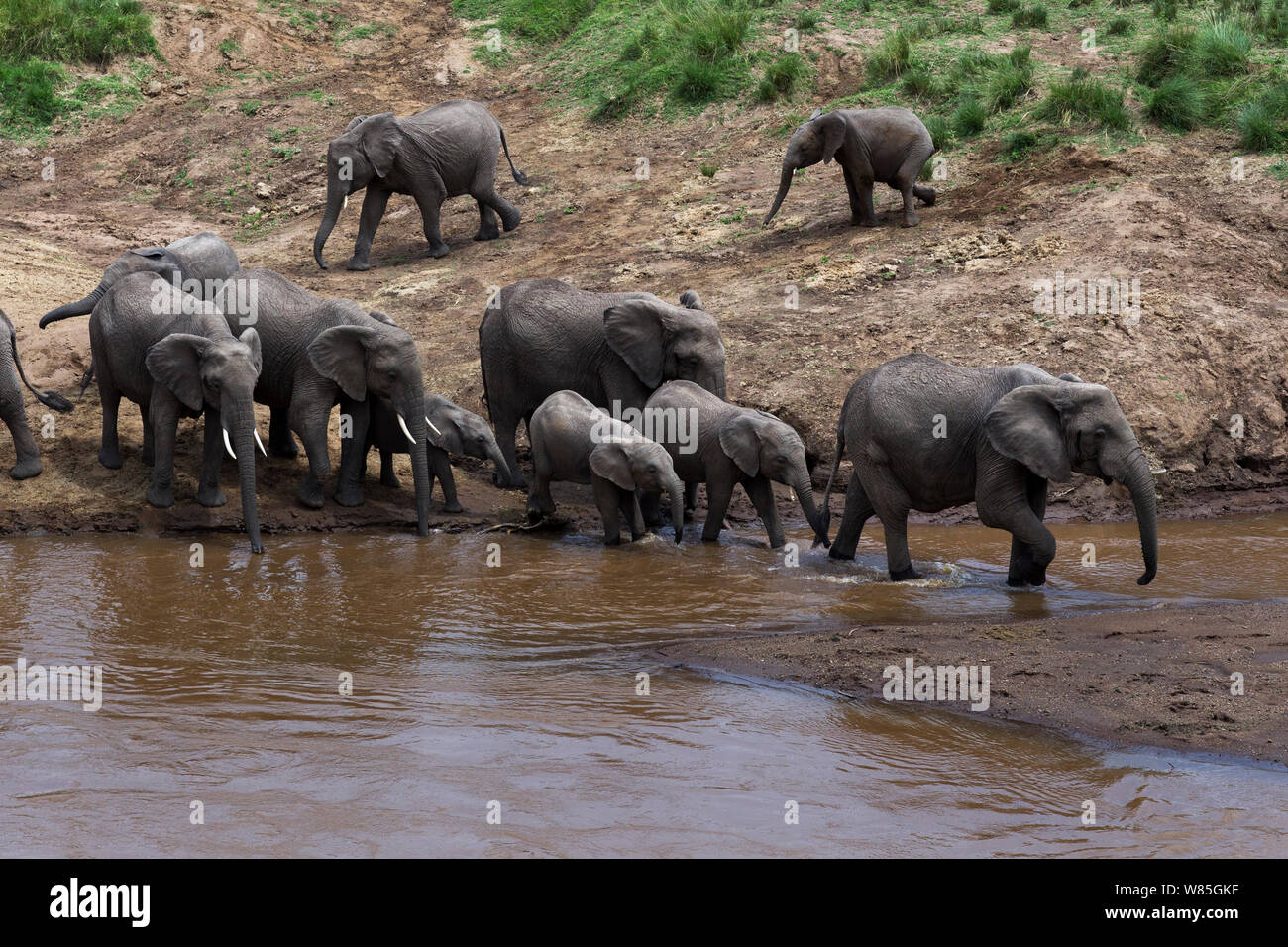 Afrikanische Elefanten (Loxodonta africana) Überquerung des Mara River. Masai Mara National Reserve, Kenia. Stockfoto