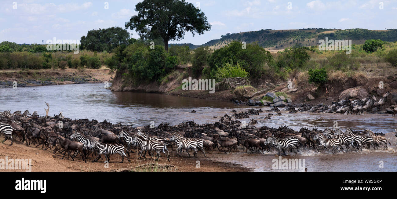 Eastern White-bärtigen Gnus Herde (connochaetes Taurinus) und Gemeinsame oder Plain &#39;s Zebra (Equus burchelli) Überquerung des Mara River. Masai Mara National Reserve, Kenia. Stockfoto