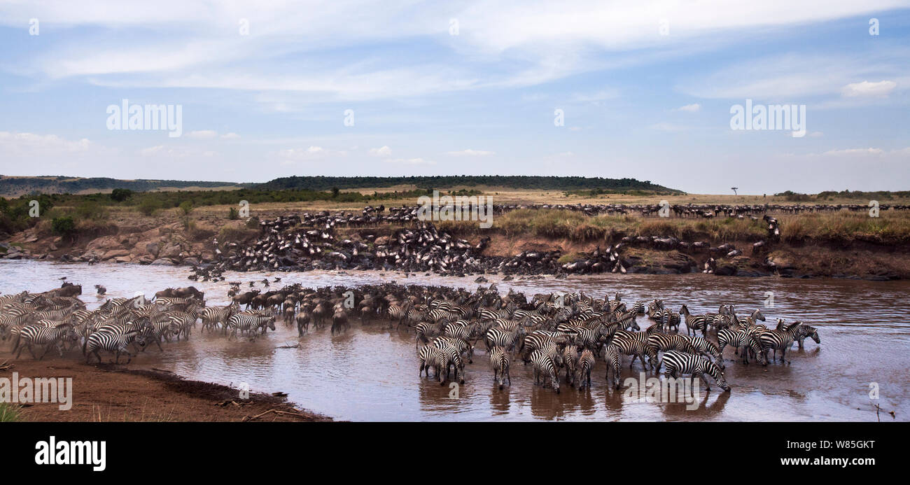 Eastern White-bärtigen Gnus Herde (connochaetes Taurinus) und Gemeinsame oder Plain &#39;s Zebra (Equus burchelli) Überquerung des Mara River. Masai Mara National Reserve, Kenia. Stockfoto