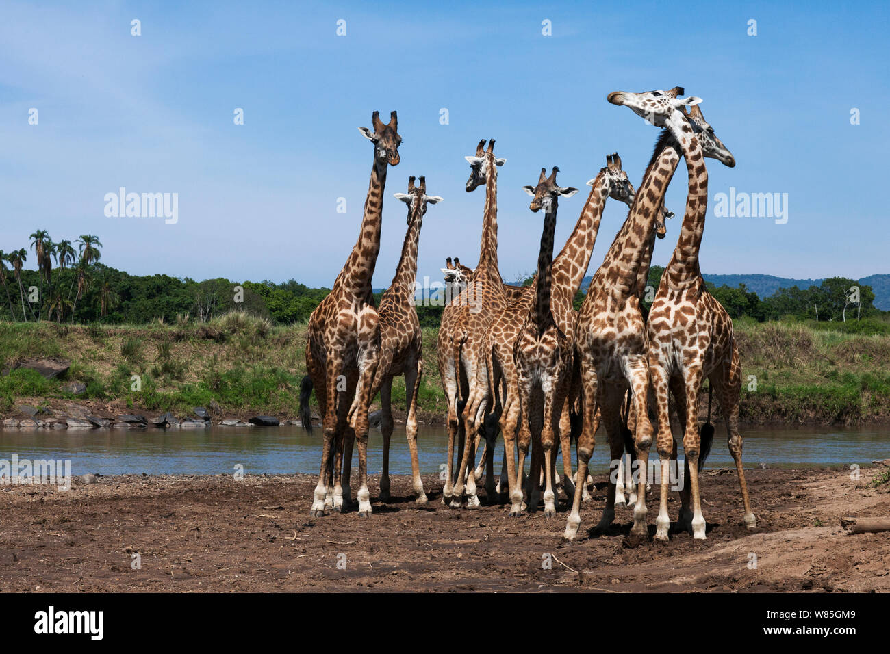 Maasai Giraffe (Giraffa Camelopardalis tippelskirchi) Herde versammelt am Rande des Mara River. Masai Mara National Reserve, Kenia. Stockfoto
