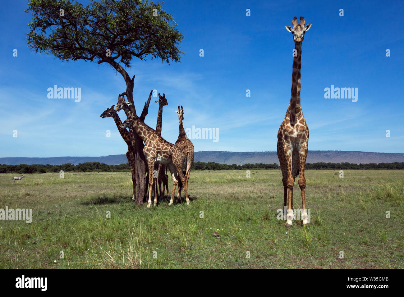 Maasai Giraffe (Giraffa Camelopardalis tippelskirchi) Herde, einige in den Schatten eines Baumes. Masai Mara National Reserve, Kenia. Stockfoto