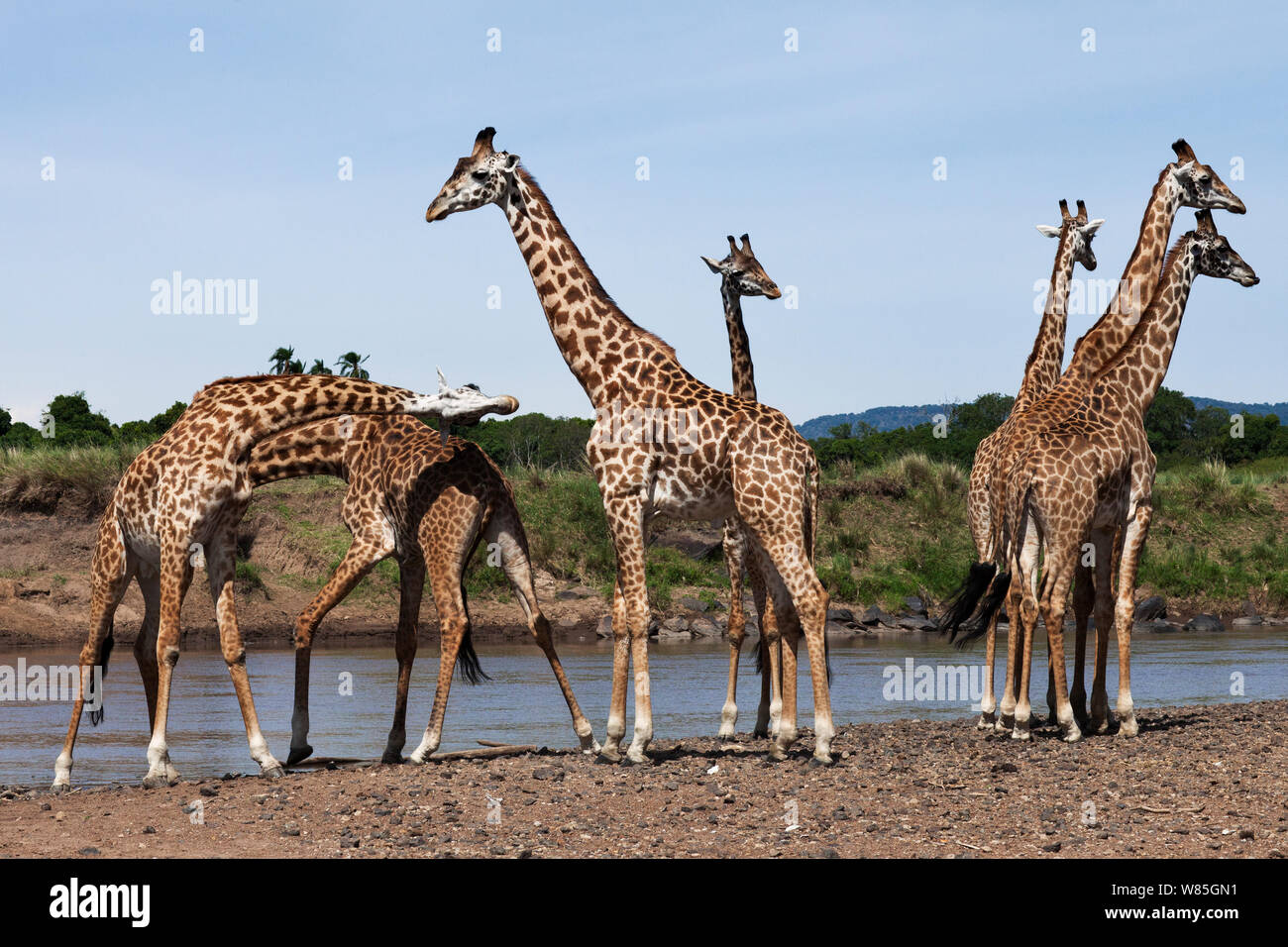 Maasai Giraffe (Giraffa Camelopardalis tippelskirchi) Herde versammelt am Rande des Mara River. Masai Mara National Reserve, Kenia. Stockfoto