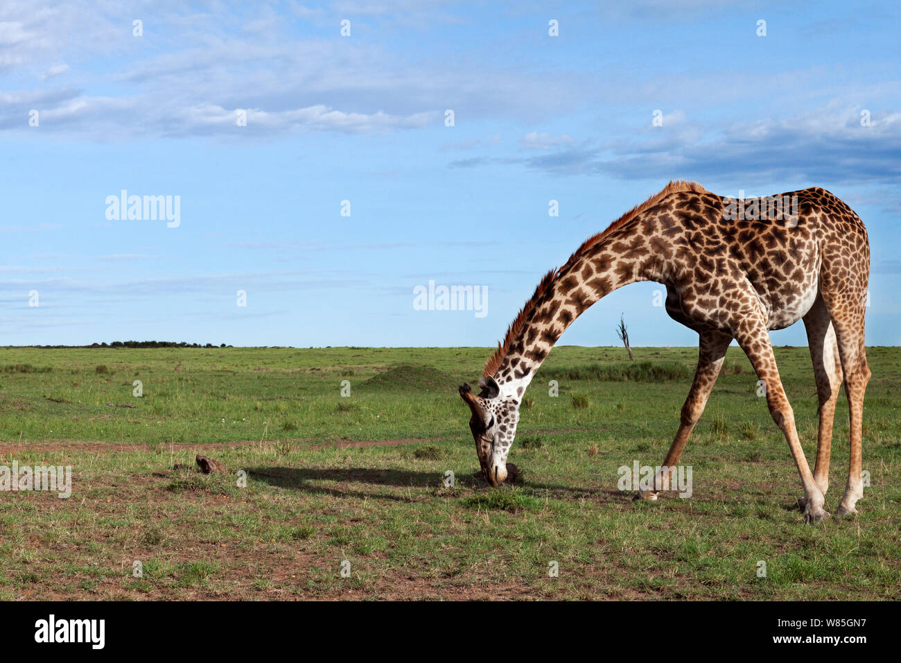 Maasai Giraffe (Giraffa Camelopardalis tippelskirchi) eingezogen. Masai Mara National Reserve, Kenia. Stockfoto