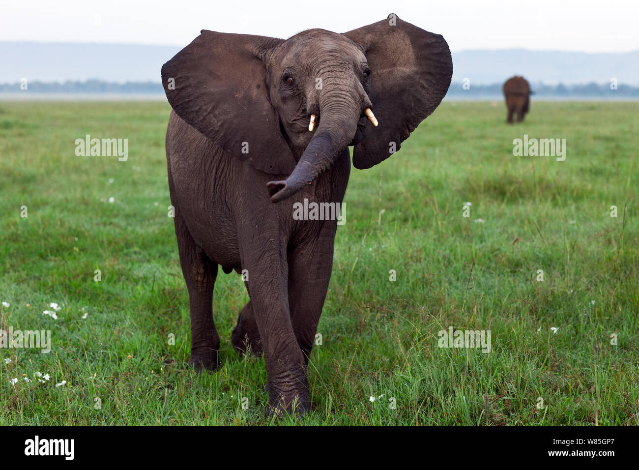 Afrikanischer Elefant (Loxodonta africana) Jugendliche spielerisch nähern. Masai Mara National Reserve, Kenia. Stockfoto