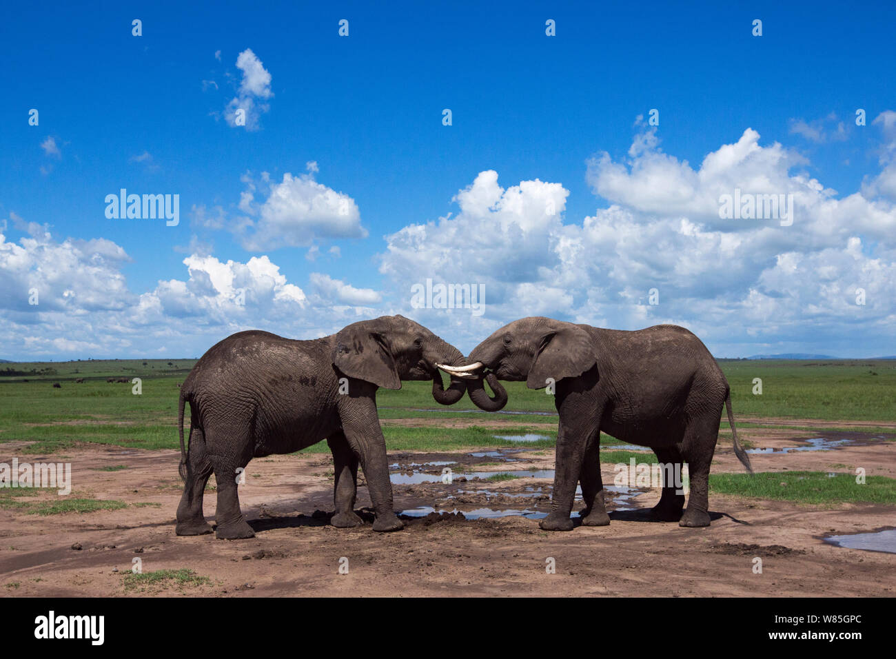 Afrikanische Elefanten (Loxodonta africana) sparring. Masai Mara National Reserve, Kenia. Stockfoto