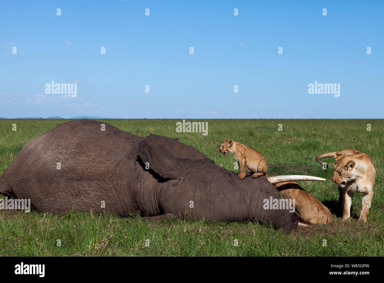 Löwe (Panthera leo) stolz Fütterung auf einem Elefanten Karkasse, die aus natürlichen Ursachen gestorben ist. Masai Mara National Reserve, Kenia. Stockfoto