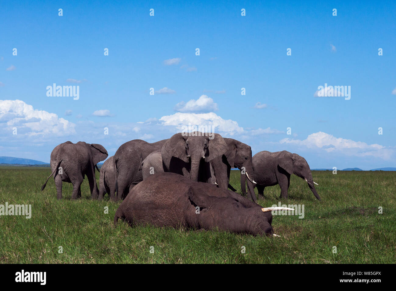 Afrikanischer Elefant (Loxodonta africana) Herde wacht über den Körper eines toten Elefanten. Masai Mara National Reserve, Kenia. Stockfoto