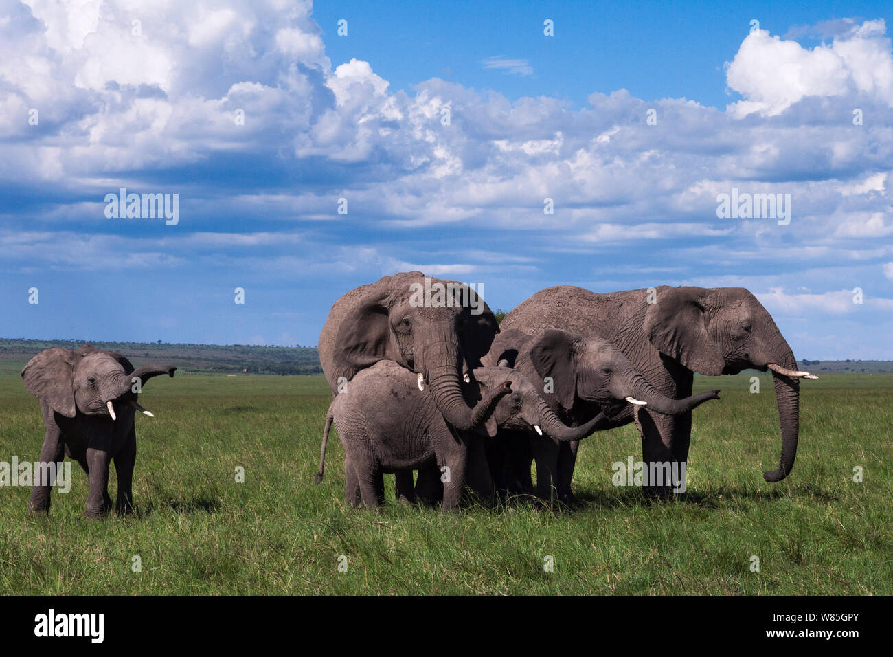 Afrikanischer Elefant (Loxodonta africana) Herde. Masai Mara National Reserve, Kenia. Stockfoto