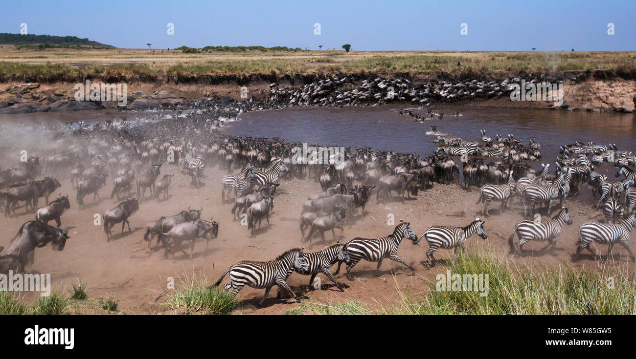 Gemeinsame oder Ebenen Zebra (Equus quagga burchelli) und östlichen weißen bärtigen Gnus (connochaetes Taurinus) Gemischte Herde der Mara River Crossing. Masai Mara National Reserve, Kenia. Stockfoto