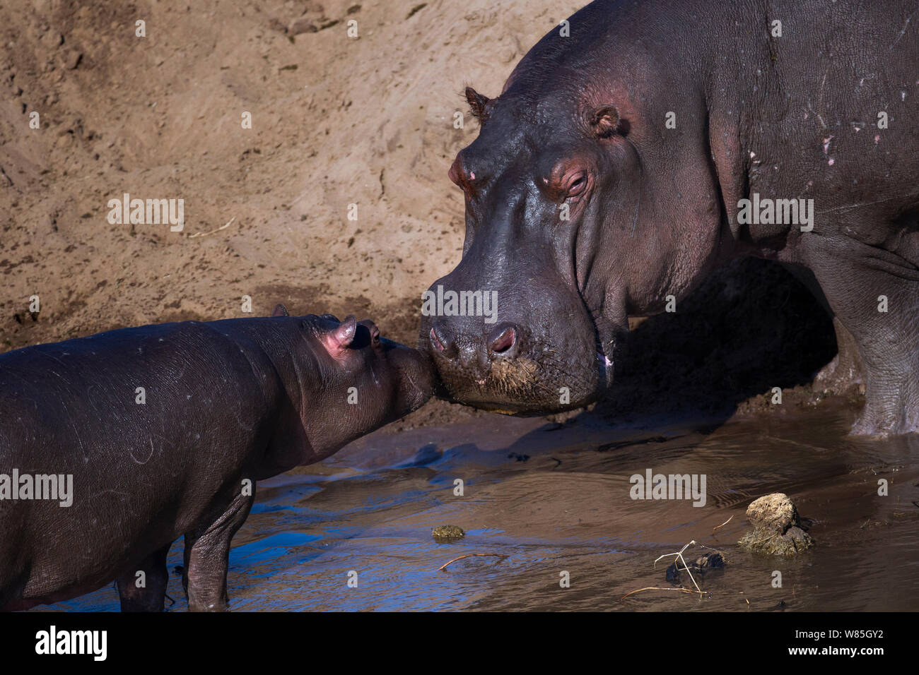 Flusspferd (Hippopotamus amphibius) weiblich und Kalb. Masai Mara National Reserve, Kenia. Stockfoto