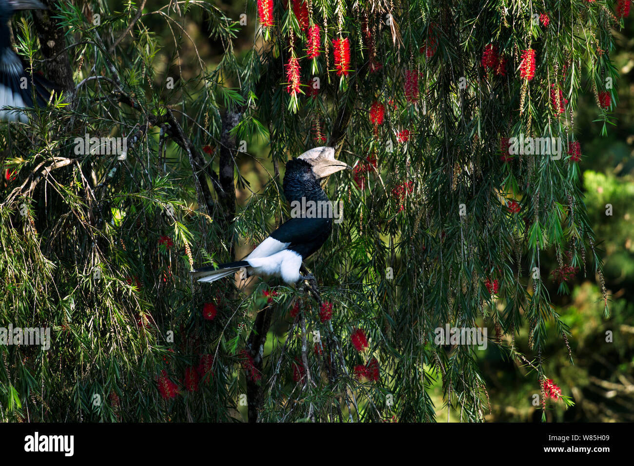 Schwarz-weiß-casqued Hornbill (Ceratogymna subcylindricus subquadratus) Männer sitzen in einer Flaschenbürste Baum. Kakamega Forest Süd, Western Province, Kenia. Stockfoto