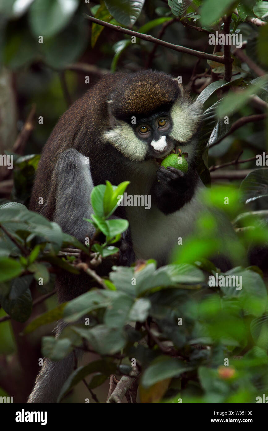 Red-tailed Affen (Cercopithecus ascanius) Fütterung auf Guave Obst. Kakamega Forest National Reserve, Western Province, Kenia. Stockfoto