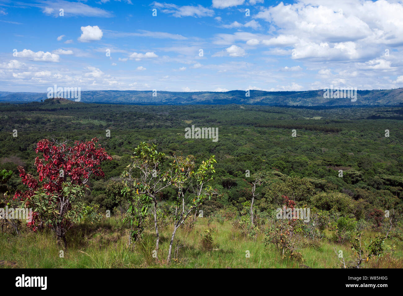 Ansicht des Kakamega Forest von der Spitze eines Liranda Hill. Kakamega Forest Süd, Western Province, Kenia. Stockfoto