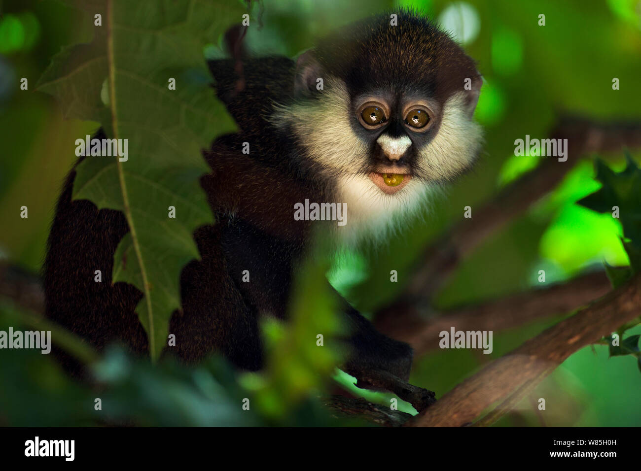 Red-tailed Affen (Cercopithecus ascanius) juvenile blickt durch Vegetation - Portrait. Kakamega Forest National Reserve, Western Province, Kenia. Stockfoto