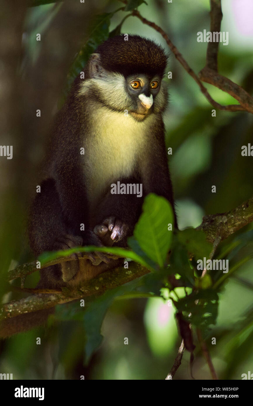 Red-tailed Affen (Cercopithecus ascanius) Kleinkinder sitzen auf dem Baum. Kakamega Forest Süd, Western Province, Kenia. Stockfoto