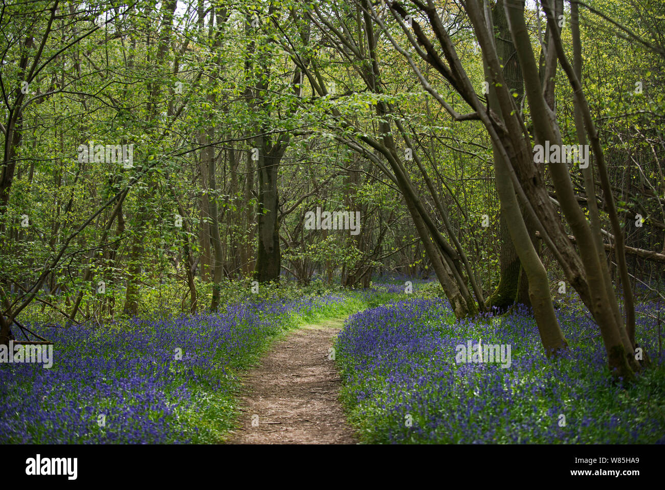 Pfad durch den Wald mit Glockenblumen (Hyacinthoides non-scripta) Foxley Holz, NNR und Norfolk Wildlife Trust finden, Norfolk, UK, April 2014. Stockfoto