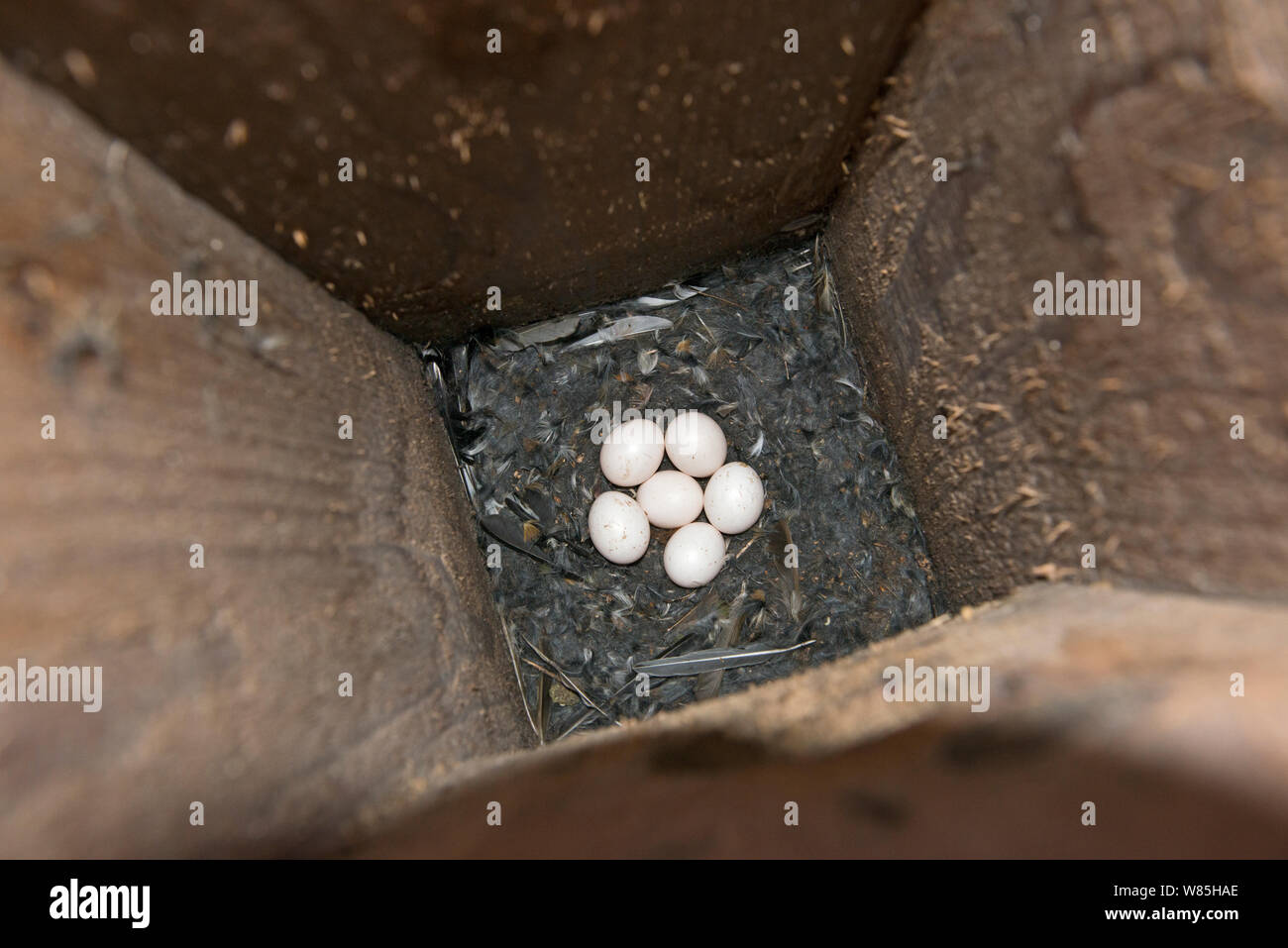 Eurasischen Sperlingskauz (Glaucidium passerinum) Eier im Nest, Finnland, April. Stockfoto