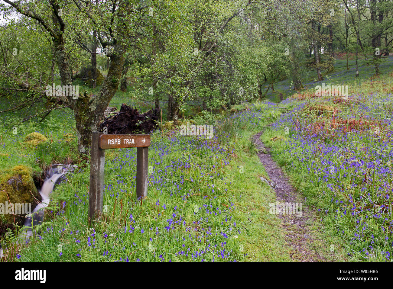 Stream und Pfad durch den Wald mit Glockenblumen (Hyacinthoides non-scripta) Inversnaid RSPB Reservat am Ufer des Loch Lomond, Schottland, Mai 2014. Stockfoto