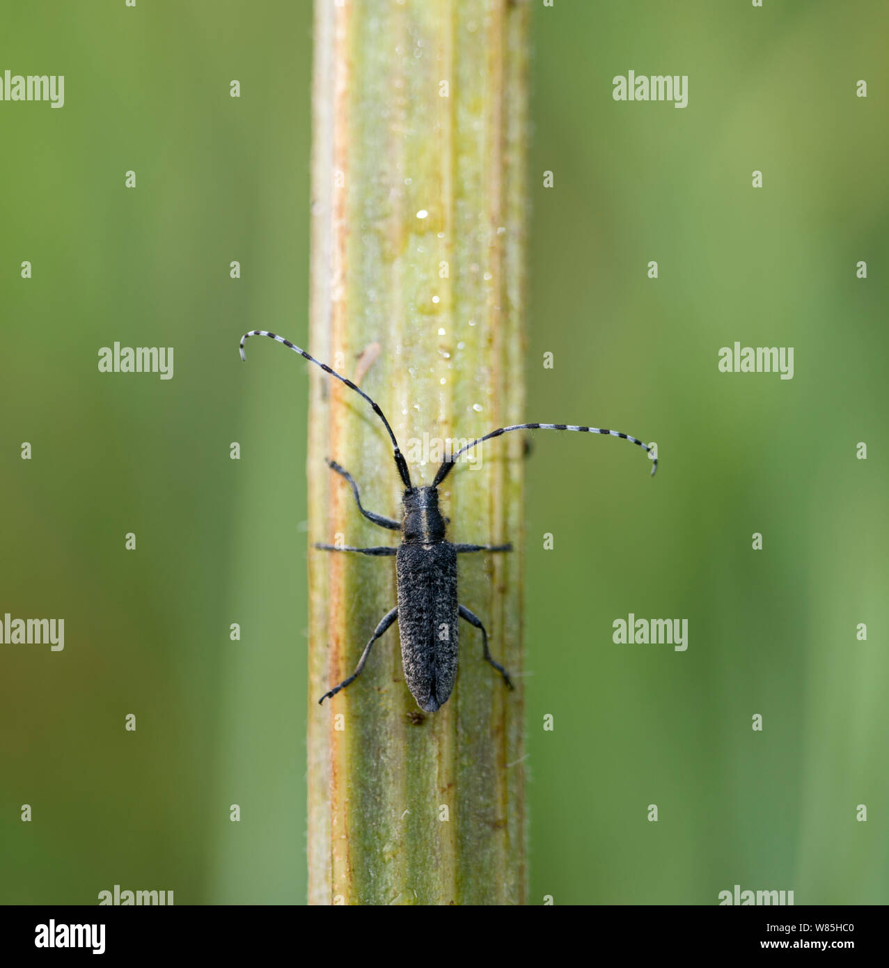 Longhorn beetle (Agapanthia villosoviridescens) Cley, Norfolk, Großbritannien, Juli. Stockfoto