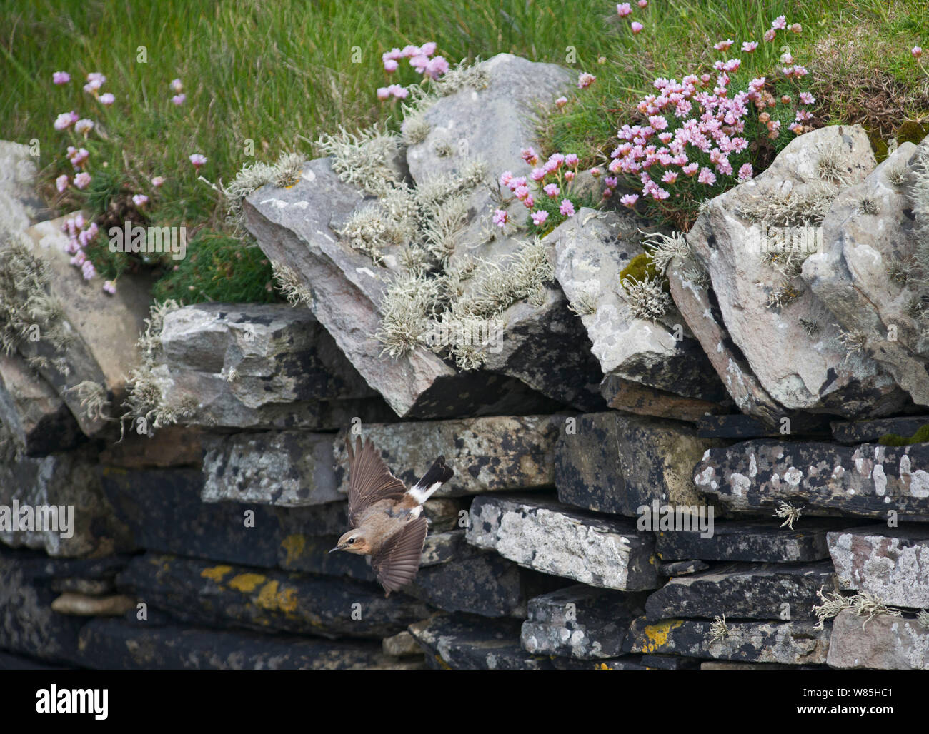 Northern Steinschmätzer (Oenanthe oenanthe) verlassen Nest in Mauer aus Stein, Sumburgh, Shetland, Großbritannien, Juni. Stockfoto
