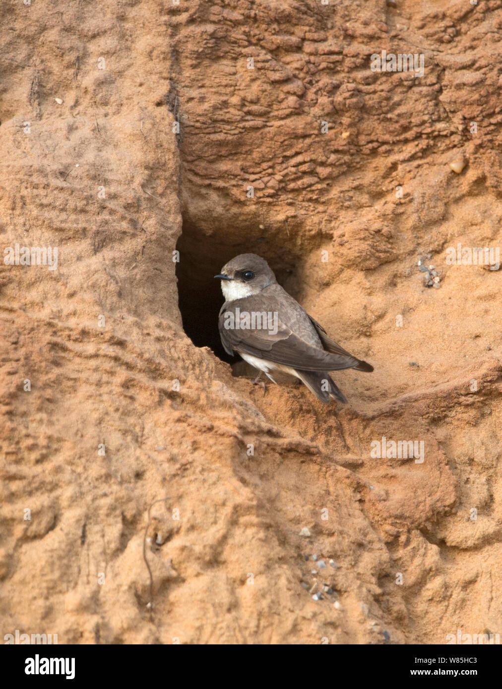 Uferschwalbe (Riparia riparia) am Nest in Sea Cliff, North Norfolk, UK, Juni. Stockfoto