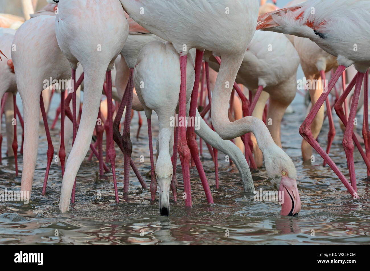 Flamingos (Phoenicopterus Roseus) Ernährung, Camargue, Frankreich, Februar. Stockfoto