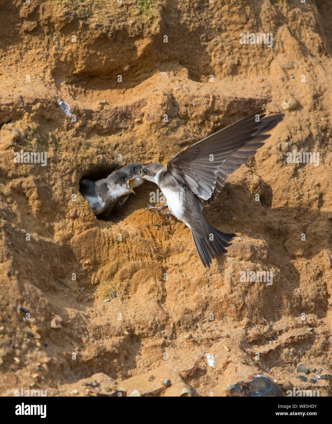 Uferschwalbe (Riparia riparia) Ernährung Junge im Nest Bohrung an der Kolonie in Sandsteinfelsen, North Norfolk, UK, Juni. Stockfoto