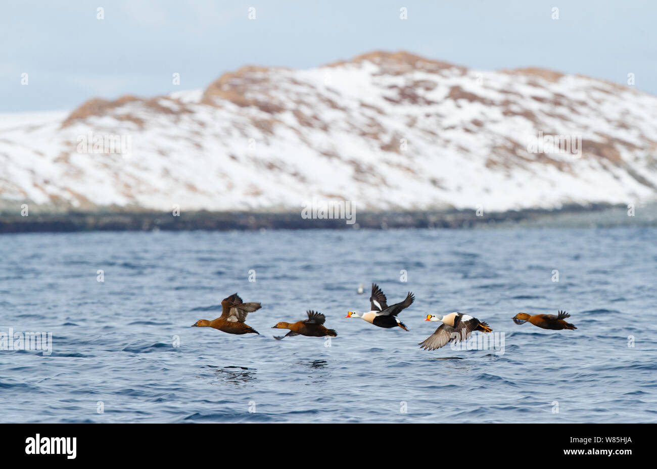 Herde von König Eiderenten (Somateria californica) im Flug. Vardo, Norwegen, März. Stockfoto