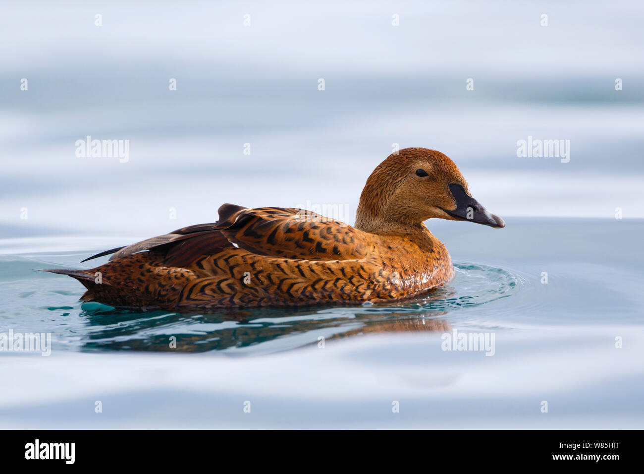 Frau König Eiderente (Somateria californica) auf ruhigen Gewässern. Batsfjord, Norwegen, März. Stockfoto