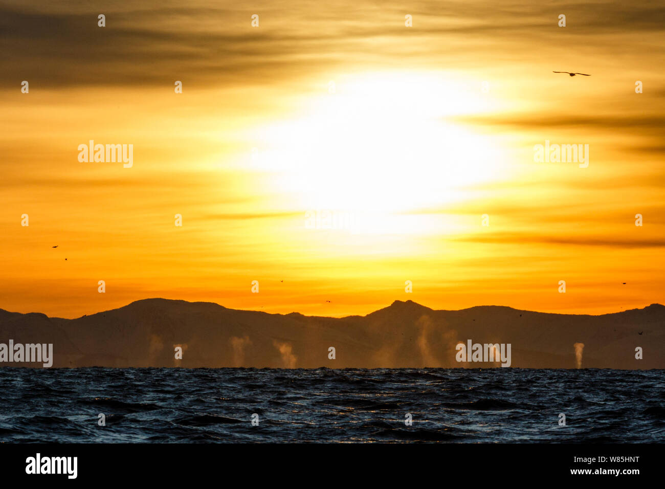 Abendsonne auf dem Fjord mit Schlägen von mehreren Buckelwale (Megaptera novaeangliae) und der Finnwale (Balaenoptera physalus) in der Ferne. In der Nähe von Andfjorden Andoya, Nordland, Norwegen im Norden. Januar. Stockfoto